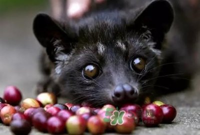 ​猫屎咖啡是怎么来的？猫屎咖啡的由来