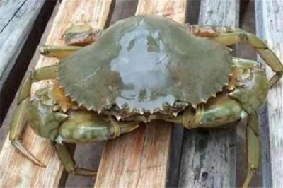 ​清蒸青蟹怎样不会掉脚 青蟹容易掉脚什么原因