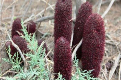 ​什么是锁阳呢 锁阳有什么作用呢