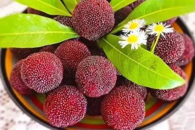 ​杨梅吃多了胃不舒服怎么办 杨梅一次可以吃多少