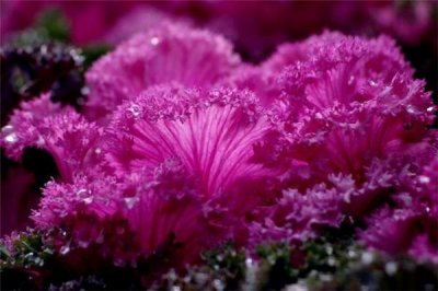 ​羽衣甘蓝可以生吃吗 羽衣甘蓝能做蔬菜沙拉吗