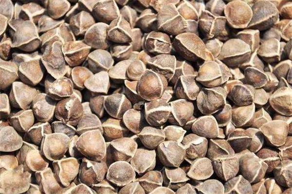 辣木籽可以空腹吃吗 辣木籽哺乳期能吃吗 辣木籽可以空腹吃吗 辣木籽哺乳期能吃吗