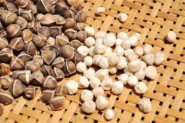 辣木籽可以空腹吃吗 辣木籽哺乳期能吃吗 辣木籽可以空腹吃吗 辣木籽哺乳期能吃吗