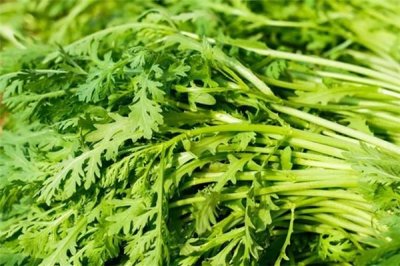 ​茼蒿可以炒着吃吗 茼蒿炒前需要开水烫吗