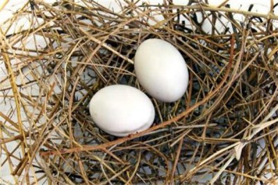 ​鸽子蛋晚上吃可以吗 不要吃太多