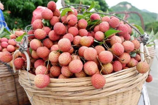 荔枝和哈密瓜能一起吃吗 不宜吃太多