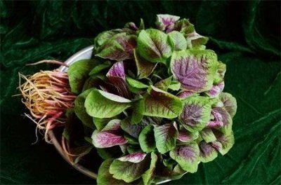 ​苋菜的营养价值 苋菜的功效与作用及食用方法
