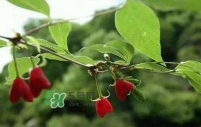 杈杷果怎么吃?杈杷果食用方法