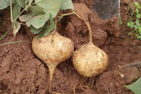 凉薯能放多久 凉薯能放冰箱吗