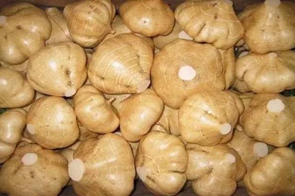 凉薯能放多久 凉薯能放冰箱吗