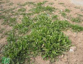 荠菜上有白点能吃吗？荠菜背面有白点是什么？