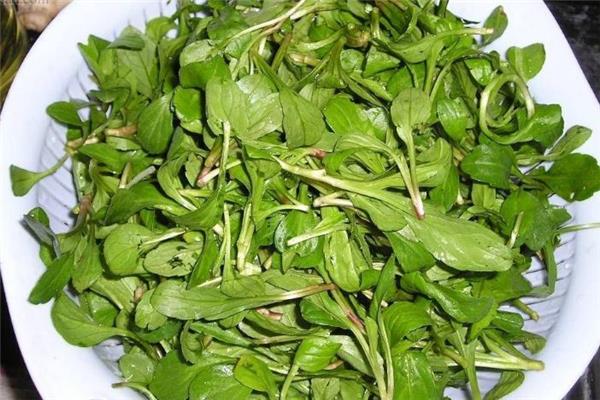 产妇坐月子能吃马兰头吗 产后吃马兰头好吗
