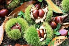 吃栗子会上火吗？吃栗子会便秘吗？