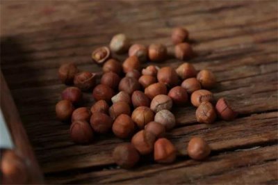 榛子为什么有点苦 榛子有点苦正常吗