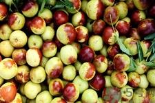 冬枣吃多了胀气怎么办？冬枣吃多了胃胀的慌怎么办？