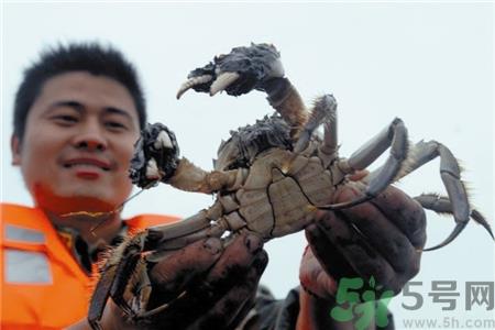 梁子湖大闸蟹多少钱一斤?梁子湖大闸蟹价格