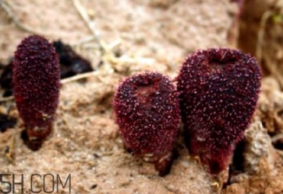 ​锁阳是补阴还是补阳 锁阳是热性还是凉性