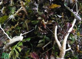 荠菜根怎么吃?荠菜根的吃法 荠菜根怎么吃?荠菜根的吃法