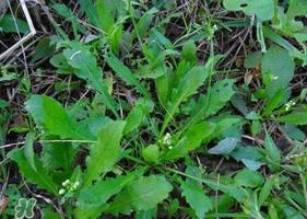 荠菜根怎么吃?荠菜根的吃法 荠菜根怎么吃?荠菜根的吃法