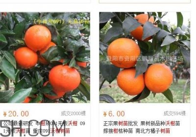 ​沃柑苗多少钱一株？沃柑为何叫晚熟大王