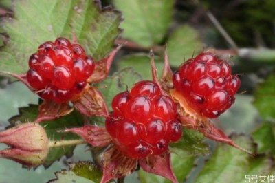 ​刺泡儿主要分布在哪里呢 吃刺泡儿有什么注意的呢