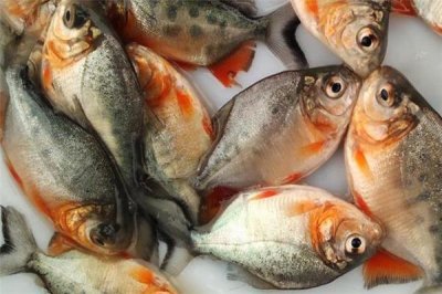 ​孕妇可以吃红鲳鱼吗 营养价值很高