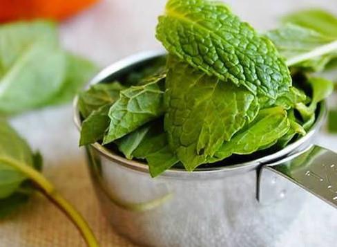 薄荷叶哪里有卖？哪里有薄荷叶卖