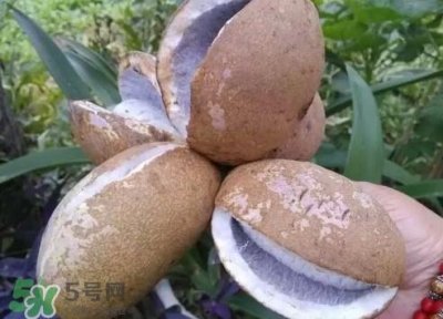 ​八月瓜什么时候成熟？八月瓜什么时候种植