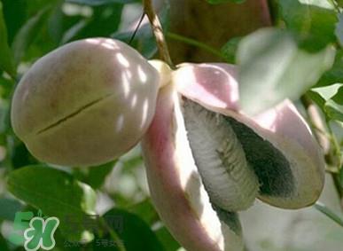 八月瓜什么时候成熟？八月瓜什么时候种植