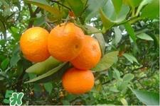 冰糖橘怎么挑选？如何挑选冰糖橘？