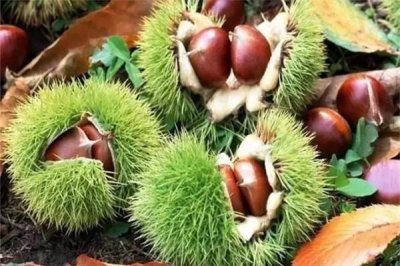 ​板栗煮着好还是炒着好 板栗的功效和作用