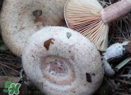 枞树菌孕妇可以吃吗？孕妇能吃枞树菌吗