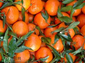 腊月吃什么水果？腊月有什么好吃的水果？