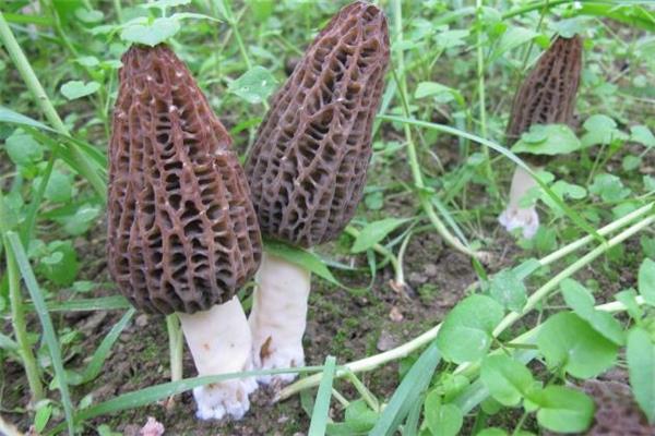 荨麻疹可以吃羊肚菌吗 吃羊肚菌会引起荨麻疹吗