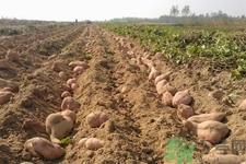 白薯不能和什么一起吃？香蕉和白薯能一起吃吗？