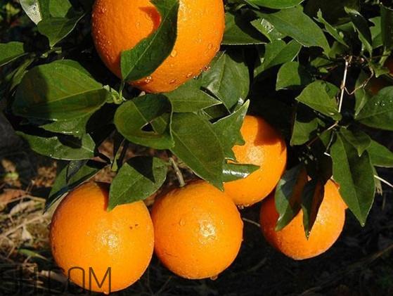 脐橙之乡是哪里？脐橙哪里的最好吃