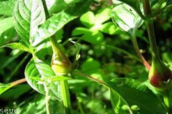 什么是血通菜呢 血通菜有什么营养价值呢