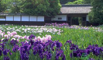 菖蒲是艾叶吗?菖蒲是什么? 菖蒲是艾叶吗?菖蒲是什么?