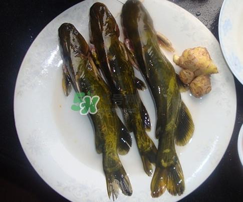 黄刺鱼是发物吗？黄刺鱼是黄辣丁吗