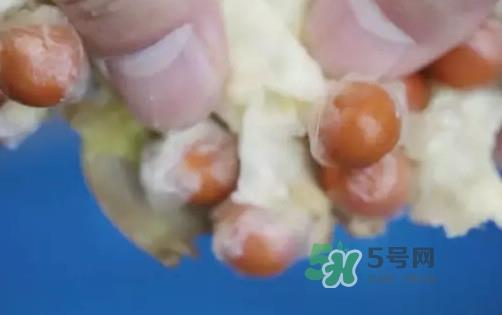 鸡头米什么时候上市？鸡头米什么时候最好吃