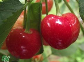 拉宾斯和美早哪个好吃？美早和拉宾斯的区别