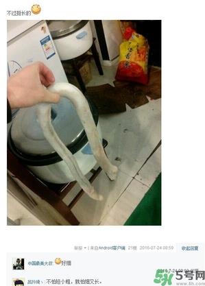 牛鞭怎么吃最好?牛鞭可以吃吗