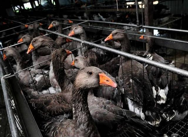 镜头下：它是世界上售价最贵的美食之一，但制作流程却非常残忍