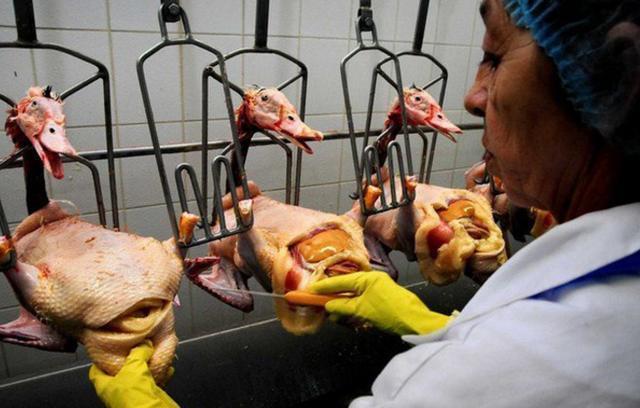 镜头下：它是世界上售价最贵的美食之一，但制作流程却非常残忍