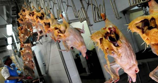 镜头下：它是世界上售价最贵的美食之一，但制作流程却非常残忍