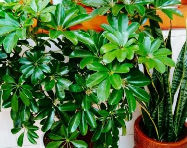 ​扦插鸭脚木很简单，用这种方法，插上就能活，一盆变多盆