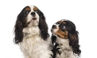 ​查理士王小猎犬的来历，狗狗脱毛原因，如何处理脱毛的方法