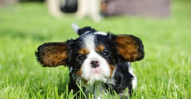 查理士王小猎犬的来历，狗狗脱毛原因，如何处理脱毛的方法