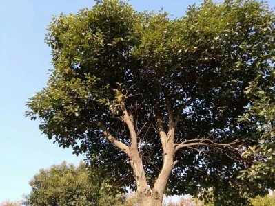 ​一个农村男人，过着一夫两妻的生活