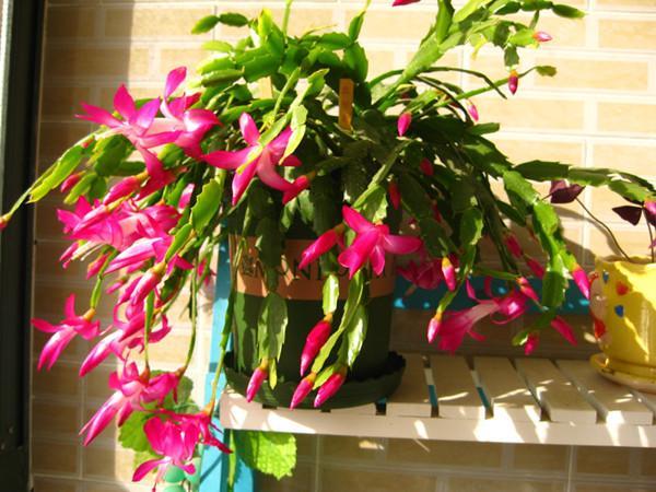 最会开花的仙人掌,花期长达半年,丢进土里就能活,漂亮又好养